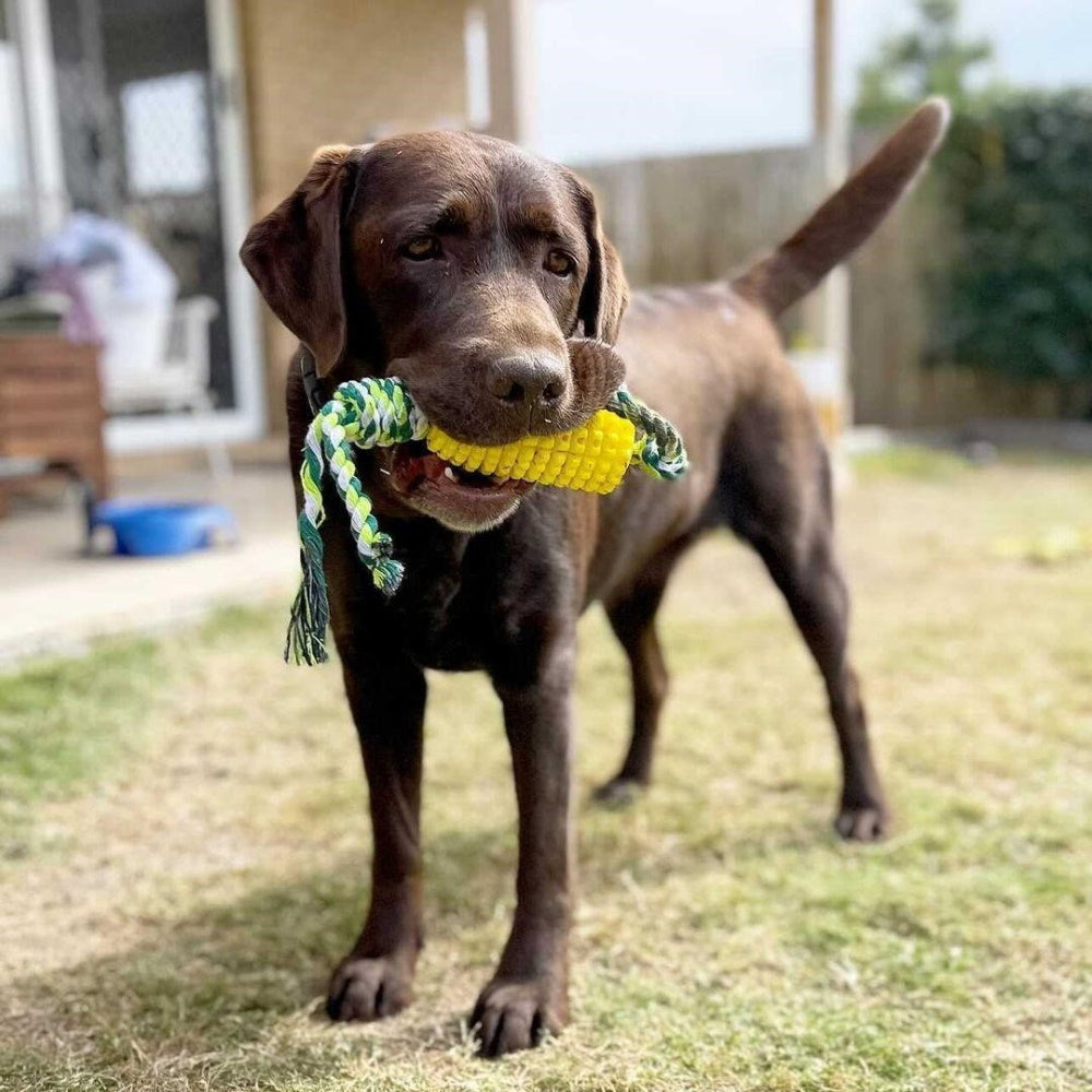 Corn on the Cob Enrichment Dog Toy