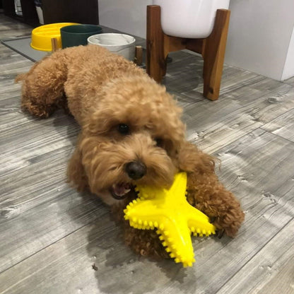 Enrichment Starfish Squeaker Dog Toy