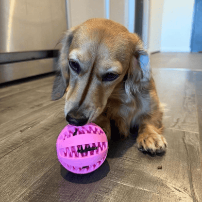 Enrichment Treat Ball