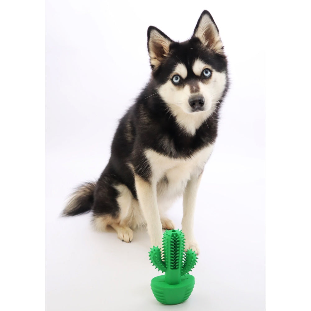 Cactus Dental Enrichment Toy
