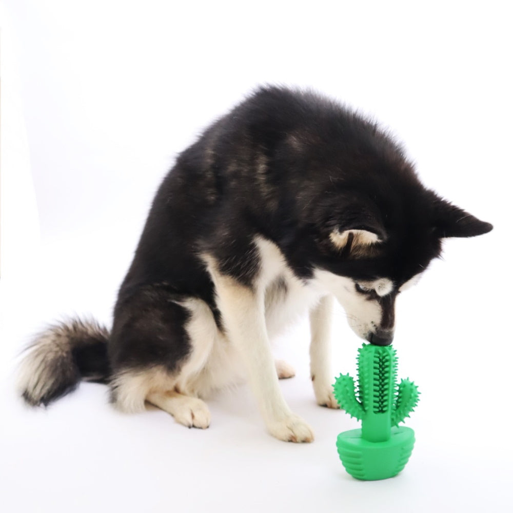 Cactus Dental Enrichment Toy