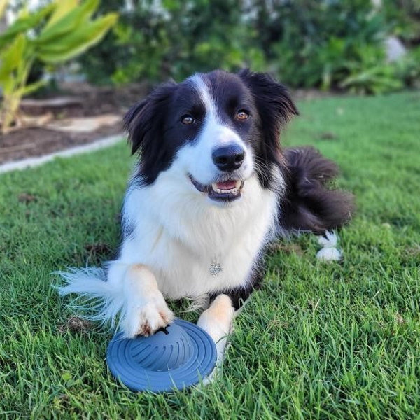 UFO Treat Dispenser Dog Toy - Galactic Swirl