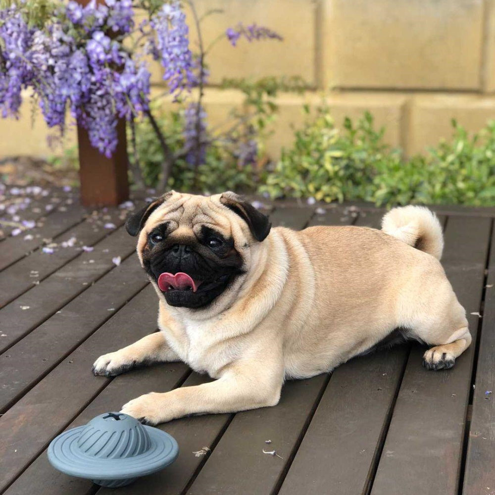 UFO Treat Dispenser Dog Toy - Galactic Swirl